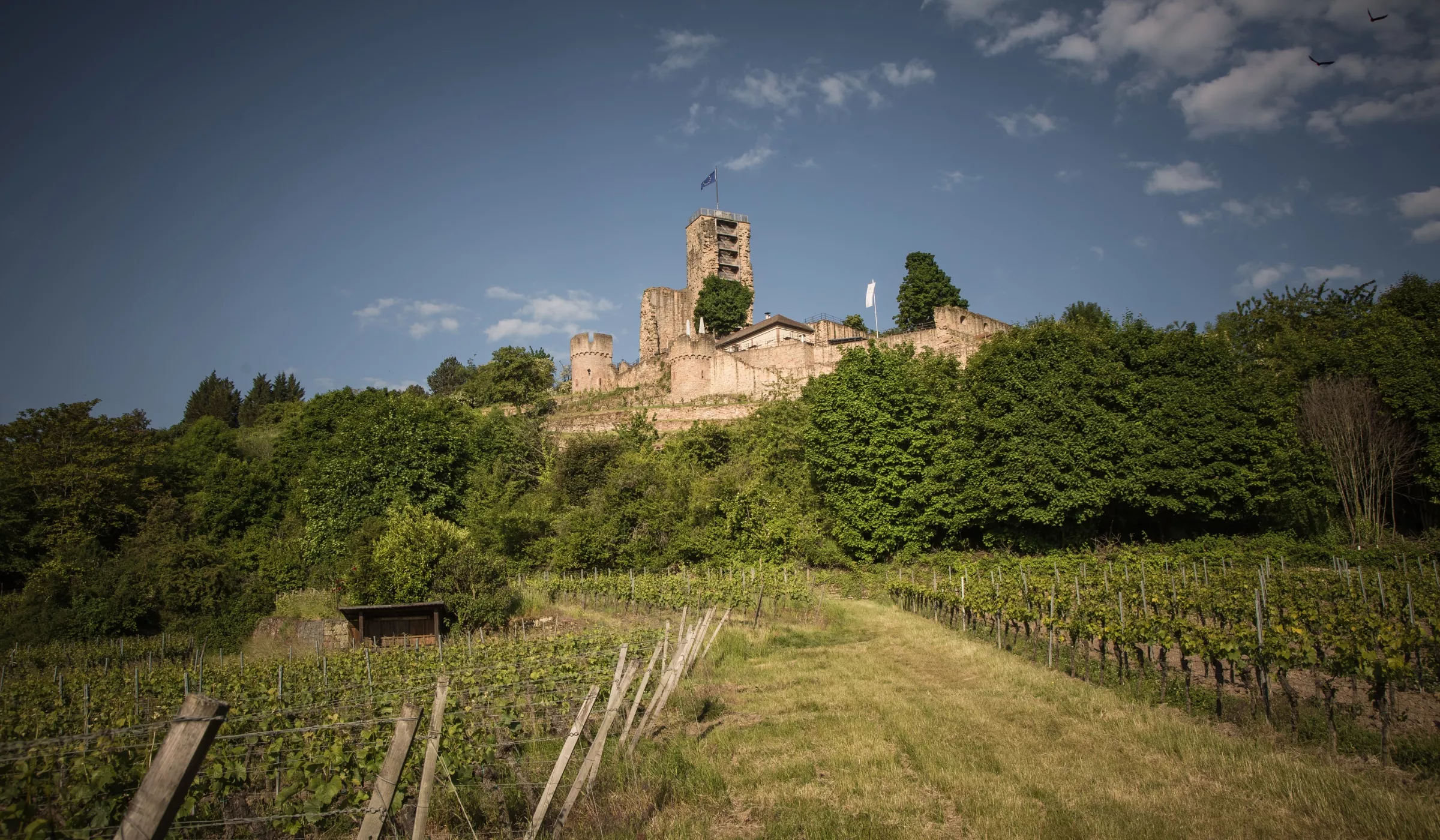 Ein steinernes Burg mit einem hohen zentralen Turm steht auf einem Hügel, umgeben von dichten grünen Bäumen und Weinbergen unter einem teilweise bewölkten blauen Himmel. Ein schmaler grasbewachsener Weg führt durch den Weinberg hinauf zur Burg.