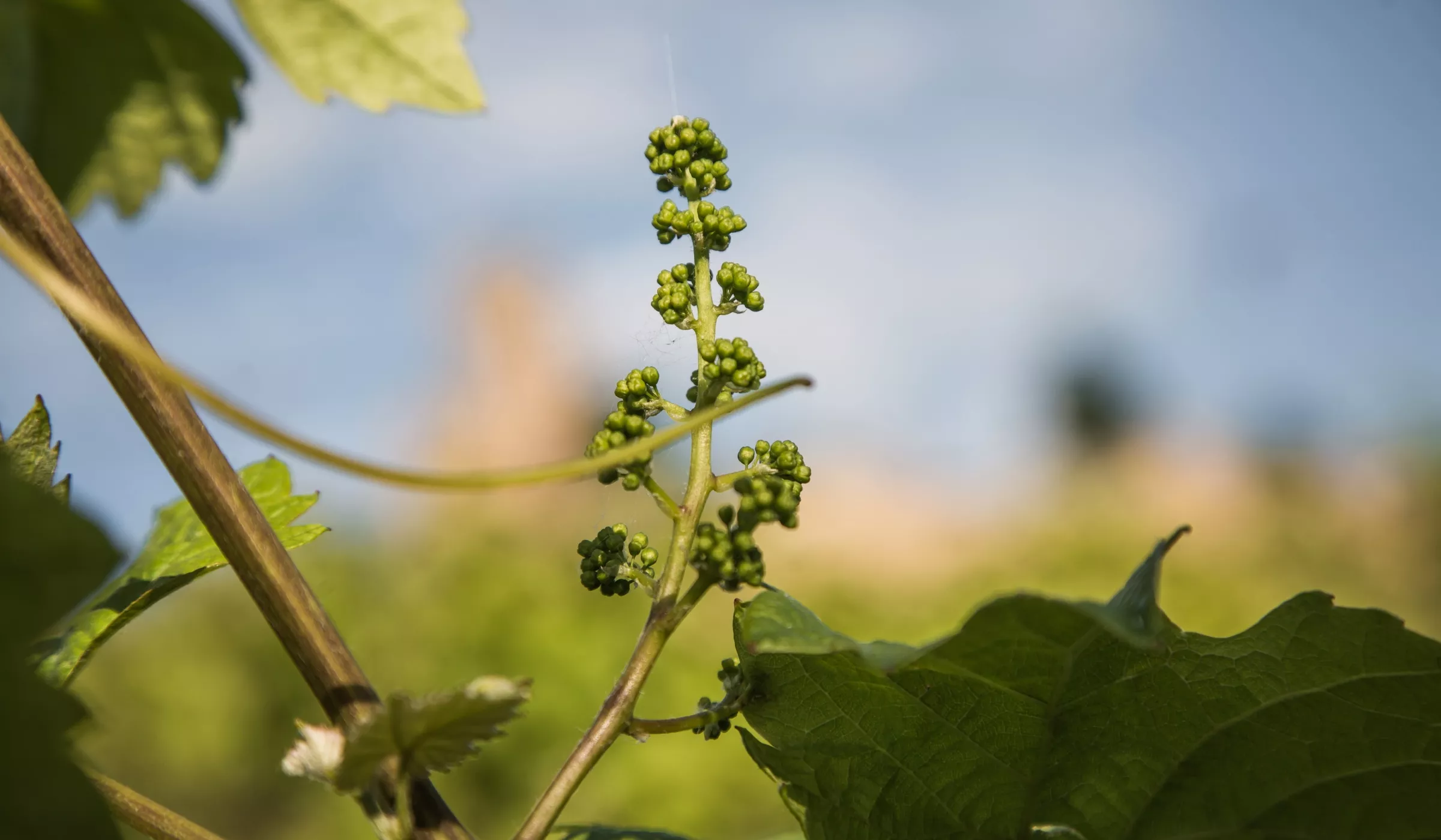 Nahaufnahme einer Weinrebe mit kleinen, unreifen grünen Trauben zwischen grünen Blättern vor einem verschwommenen Hintergrund aus blauem Himmel und Laub.