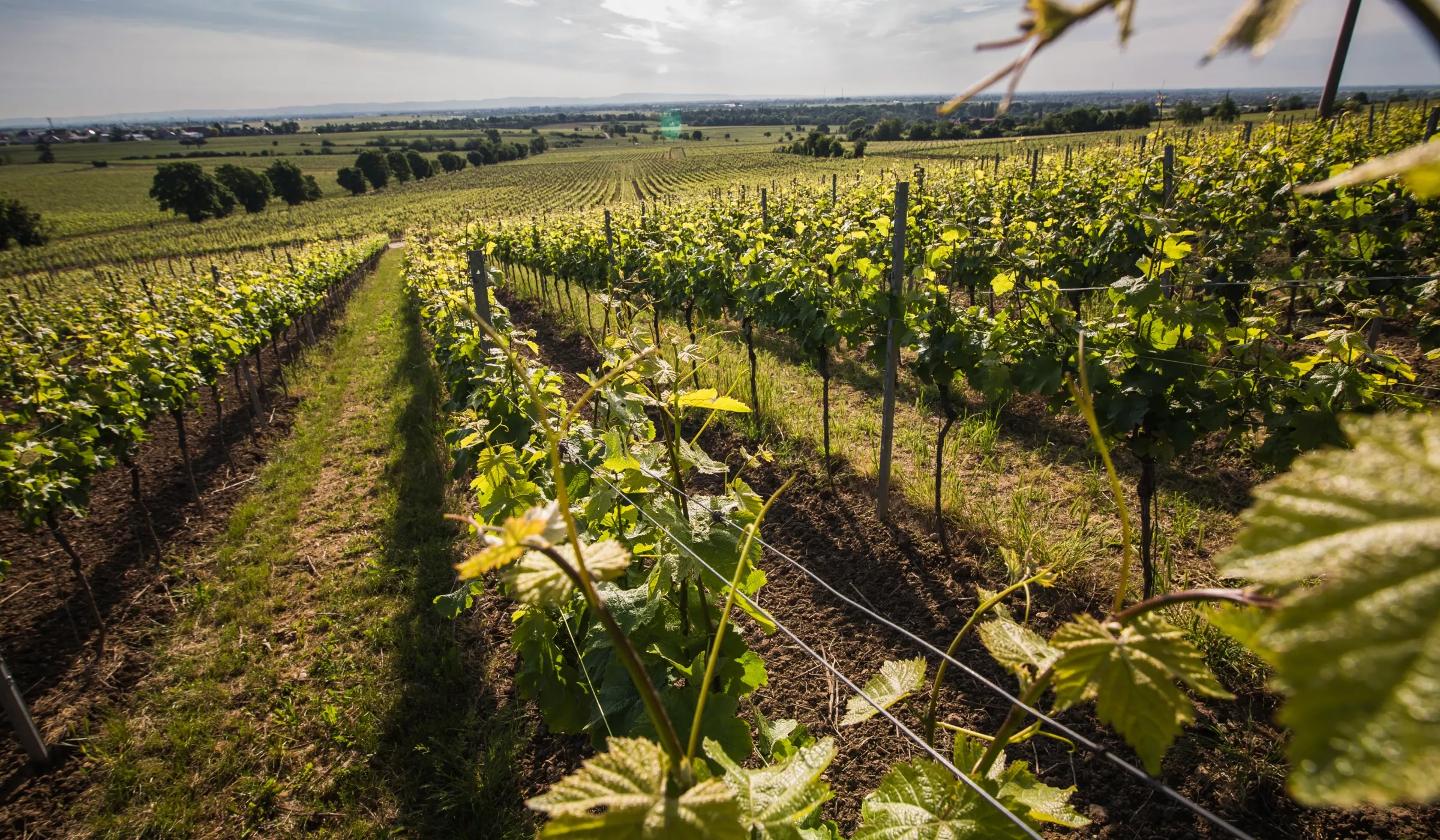 Reihen von Weinstöcken erstrecken sich über einen sonnenbeschienenen Weinberg, mit grünen Blättern und Ranken im Vordergrund. Die Landschaft erstreckt sich in die Ferne, unter einem teilweise bewölkten Himmel.