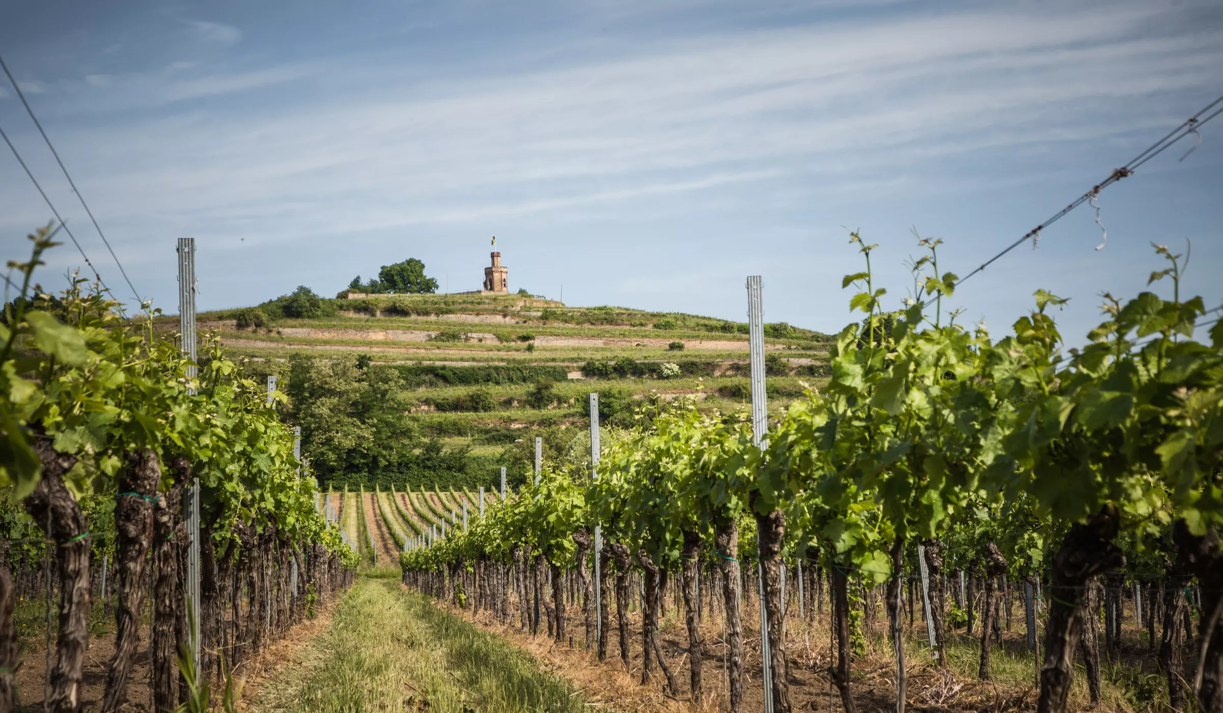Reihen von Weinstöcken in einem Weinberg erstrecken sich in Richtung einer Hügelkuppe mit einem kleinen Gebäude und einer Statue unter einem blauen Himmel mit Wolkenfetzen.