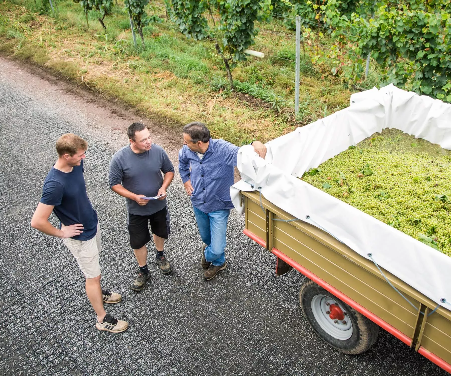 Drei Männer stehen neben einem mit geernteten Trauben gefüllten Anhänger an einer asphaltierten Straße in der Nähe eines Weinbergs und unterhalten sich und scheinen über die Weinlese zu diskutieren.
